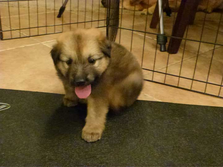 chinook dog